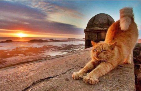 Кот на солнце