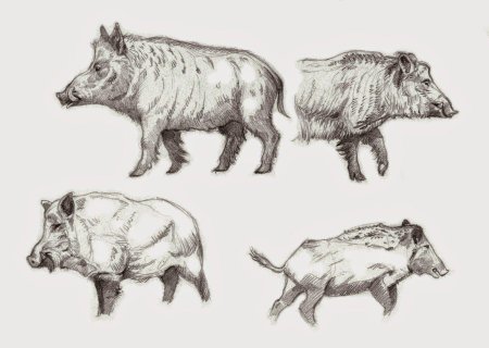 Кабан вид сбоку