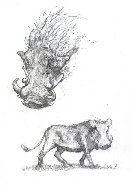 Кабан рисунок карандашом