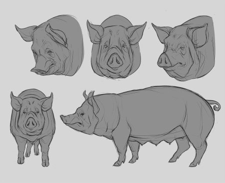 Свинья сбоку вектор