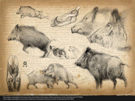 Художник иллюстратор Marcello Pettineo