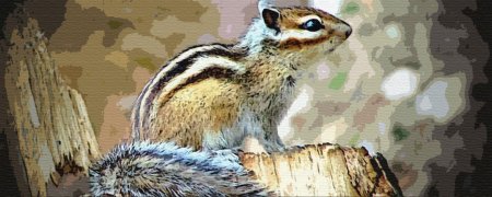 Нарядный бурундук