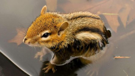 Бурундук и мышь