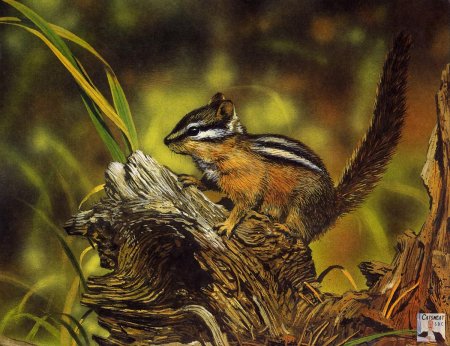 Полосатый бурундук