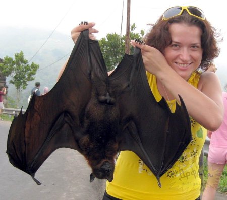 Крылан летучая лисица