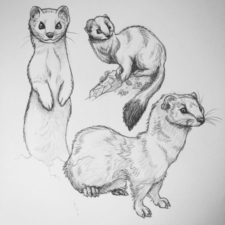 Наброски животных