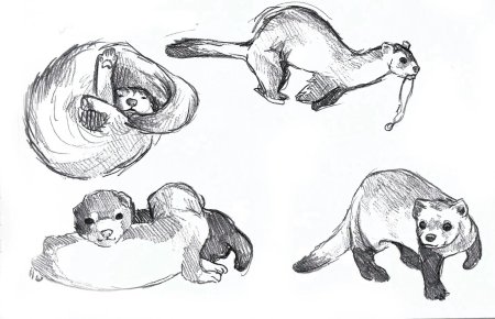 Хорек рисунок карандашом