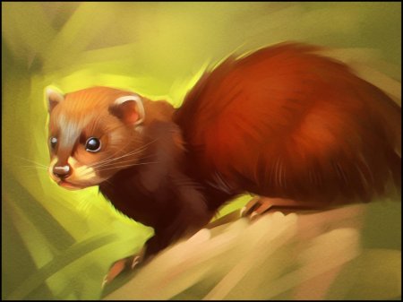 Куница и хорек