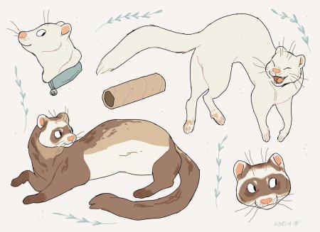 Фурри хорек