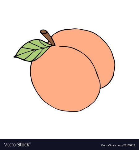 Персик рисунок для срисовки