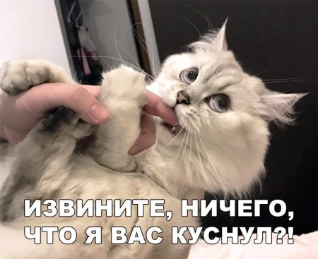 Кошка Кусь