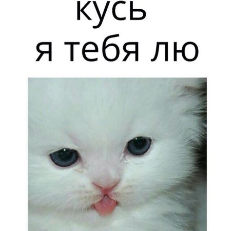 Кусь Кусь тебя