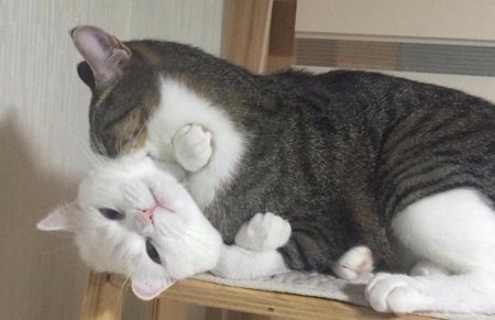 Кот кусает кошку