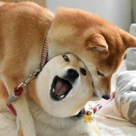 Акита Шиба ину