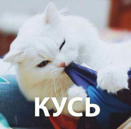 Котик Кусь