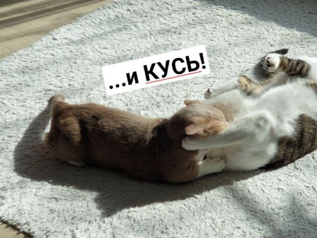 Кусь Кусь Кусь