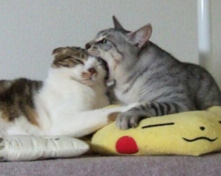 Кошачья любовь