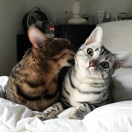 Отношения с котом