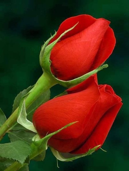 Роза Лавли ред