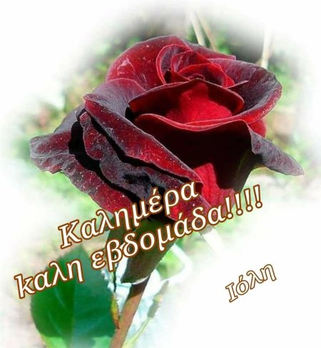 Самые красивые розы для тебя