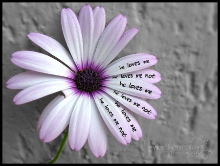 Цветы с длинными лепестками