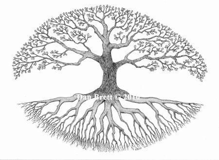 Корни дерева