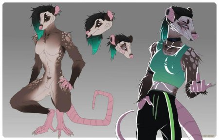 Possum anthro