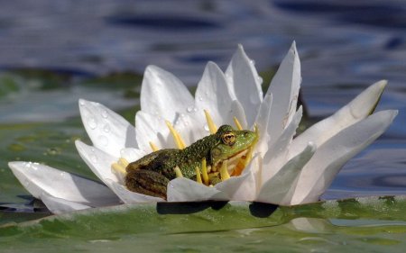 Кувшинка Болотная