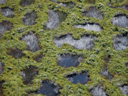 Болото Пелецкий мох