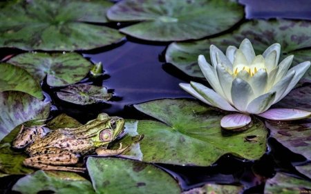 Кувшинка Болотная