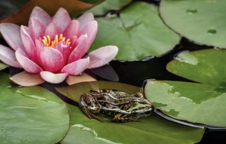 Кувшинки лотоса Геншин