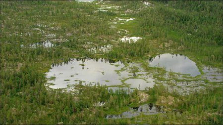 Болото Тина трясина