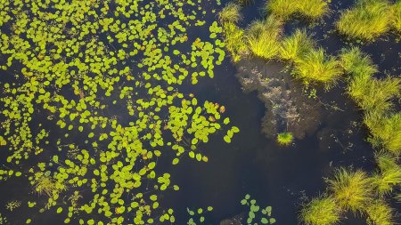 Болото с высоты птичьего полета