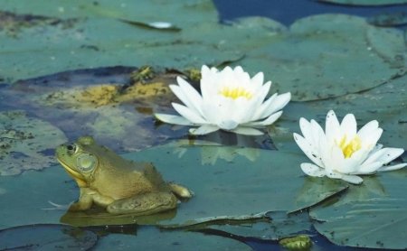 Нимфея Озерная