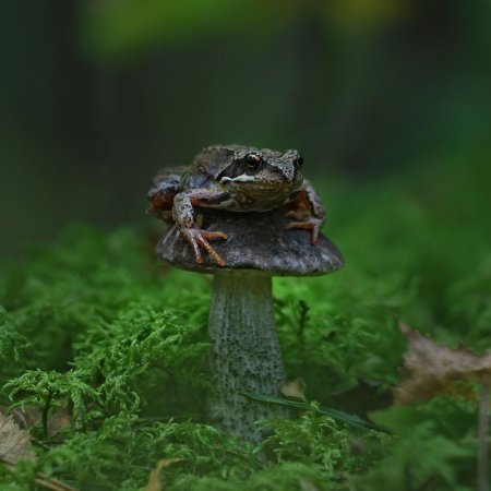 Лягушка фото