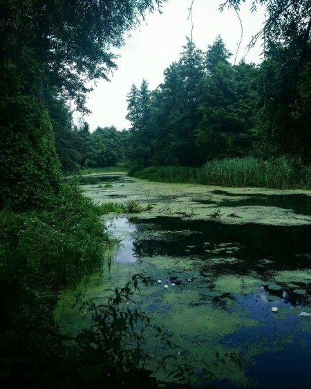 Болотная Топь Эстетика