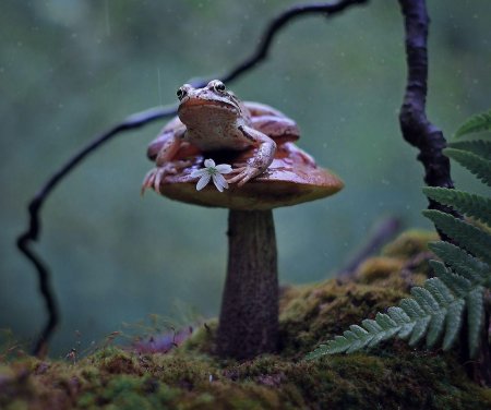 Мухомор Эстетика лягушка инди КИД