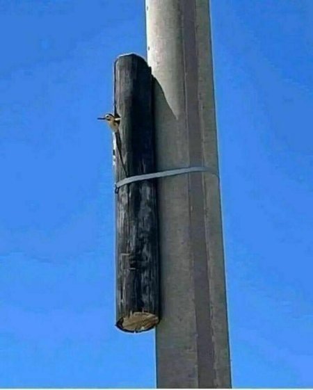 Деревянный столб