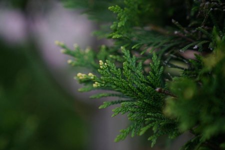 Туя Крымская