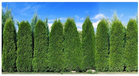 Живая изгородь из туи Брабант