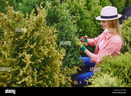 Девушка туя