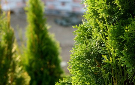 Туя Санни Смарагд