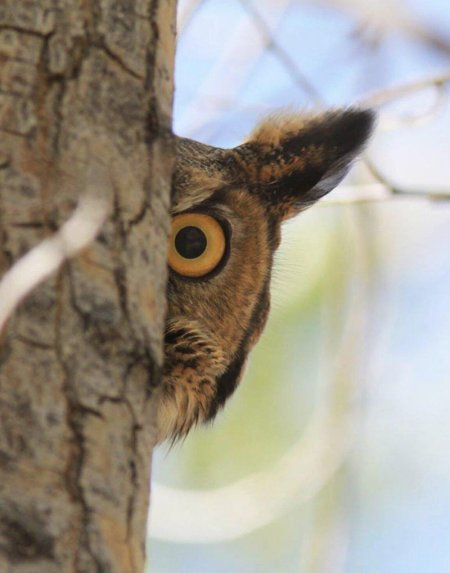 Выглядывает из за угла