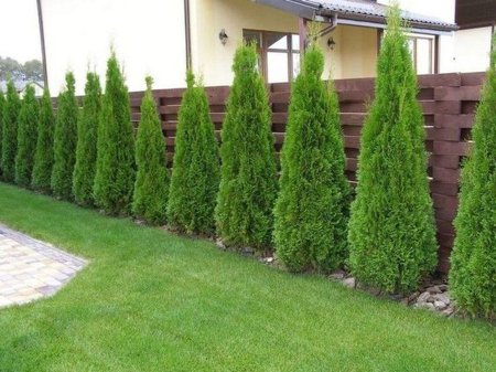 Туя Вайт Смарагд