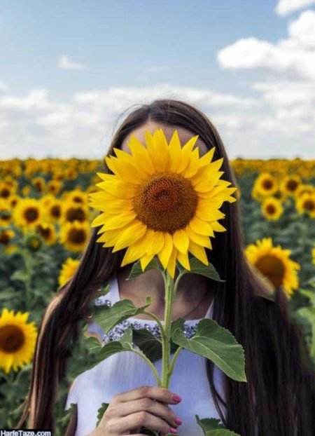 Подсолнух в волосах
