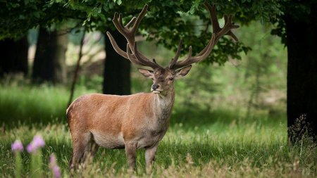 Карпатский благородный олень