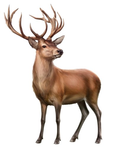 Благородный олень на белом фоне