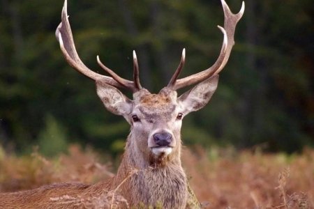 Европейский благородный олень