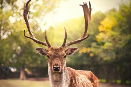 Благородный олень изюбрь