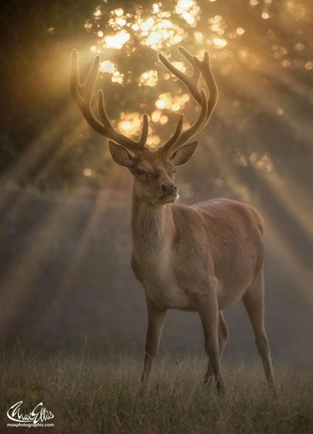 Красивый олень